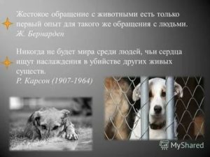 Как привлечь к уголовной ответственности за жестокое обращение с животными